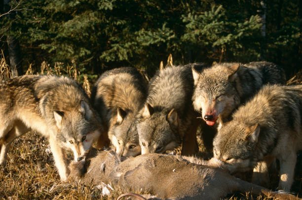 CASCADING PREDATION: Inequalities and Structural Transformations